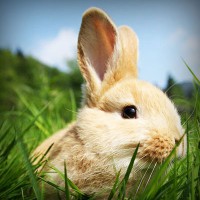 /album/el-blog-de-tobi/photolia-a03-jpg/