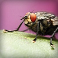 /album/el-blog-de-tobi/photolia-a08-jpg/